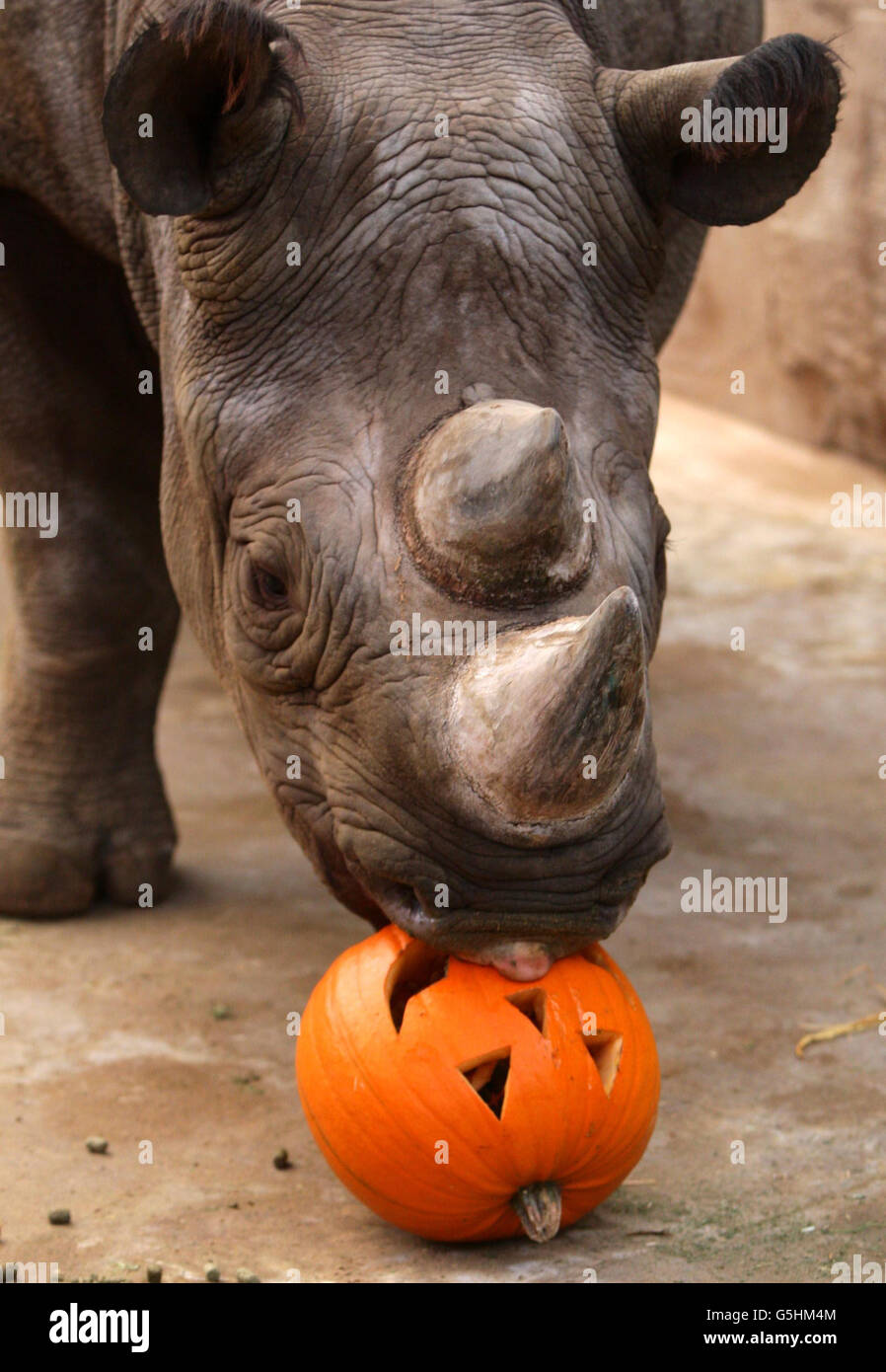 Les rhinocéros profitent d'un cadeau d'halloween.EMA Elsa un rhinocéros noir au zoo de Chester aime la citrouille pour Halloween. Banque D'Images