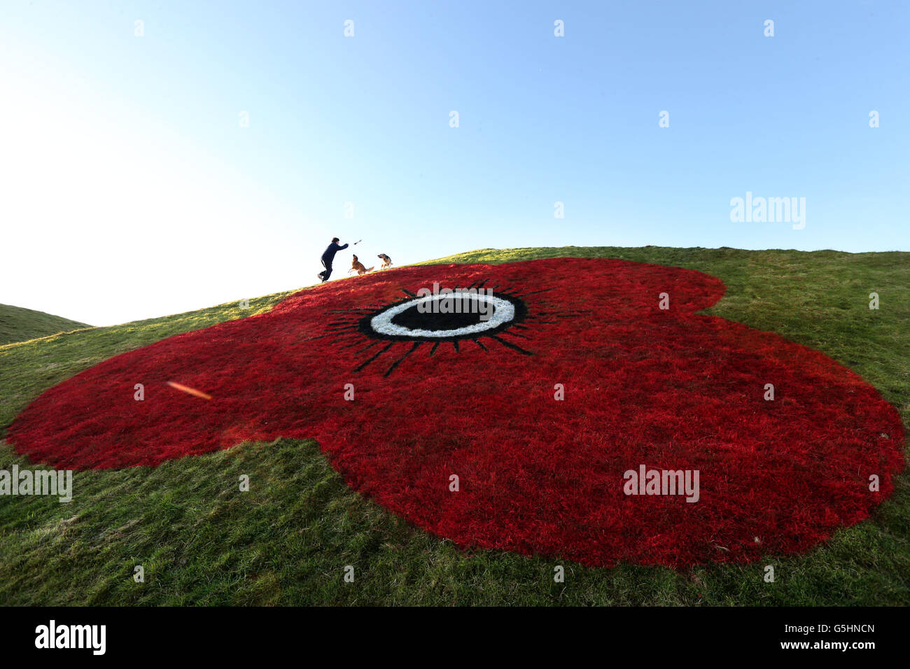 Maureen Monteath Une Marcheuse De Bathgate Fait Passer Son Chien A Travers Les Pyramides De Bathgate Lothian Occidental Qui Sont Actuellement Ornees De Coquelicots Geants Pour Celebrer Le 90e Anniversaire De L Attrait