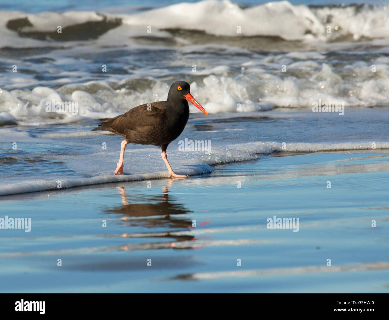 (Huîtrier Haematopus bachmani) , Oregon Island National Wildlife Refuge-Coquille Point Unit, Bandon, Oregon Banque D'Images