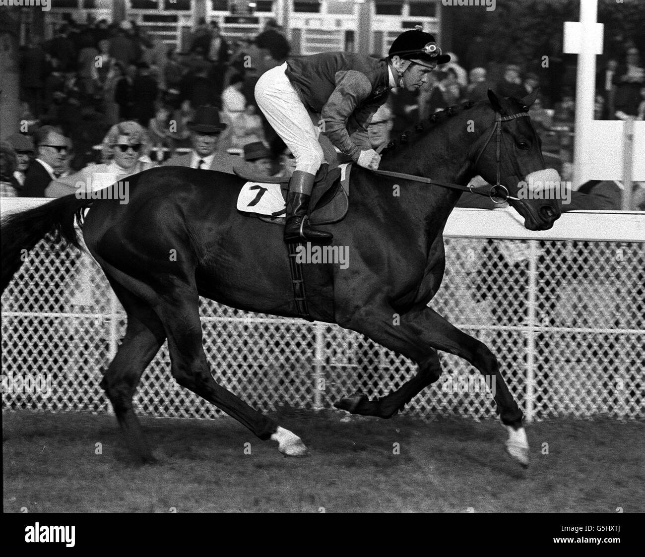 1970: Magna Carta avec le jockey Geoff Lewis. Magna Carta est l'un des chevaux entraînés par Ian Balding pour la Reine. Par Charlottesville d'une jument d'Alycidon, il a une grande endurance et a gagné l'année dernière à deux miles (deux fois) et un mile et 7 furannes. Banque D'Images