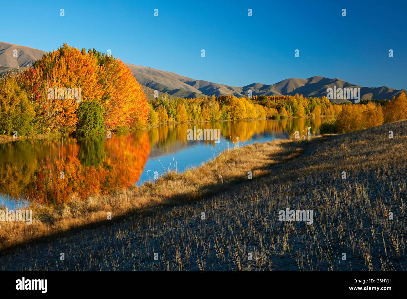 Réflexions d'automne dans Kellands étang, près de Twizel, District de Mackenzie, South Canterbury, île du Sud, Nouvelle-Zélande Banque D'Images
