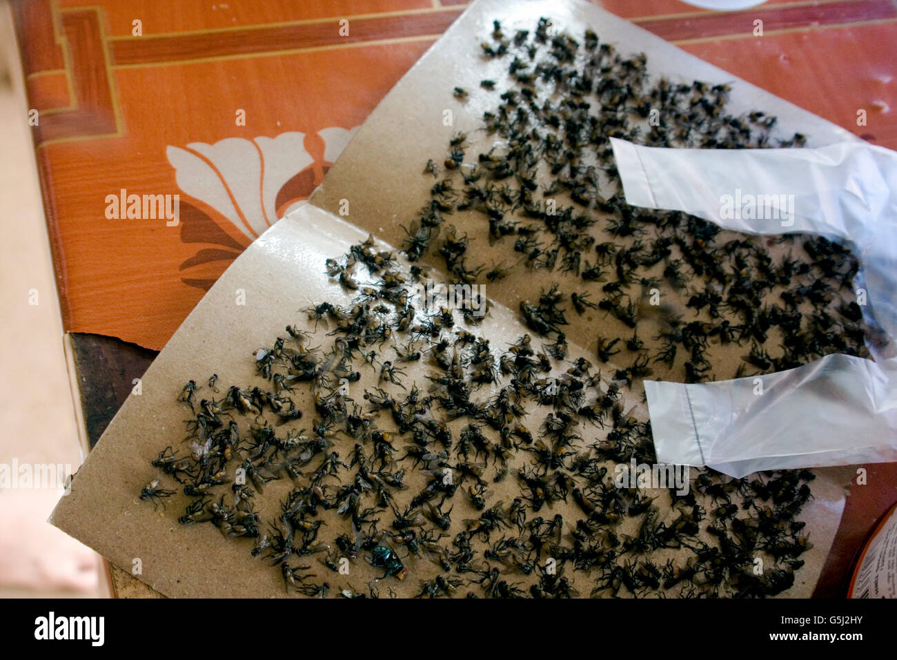 Des mouches mortes sont coincés à l'avion de papier au niveau d'un stand de nourriture en bordure de village, au Cambodge. Chork Banque D'Images