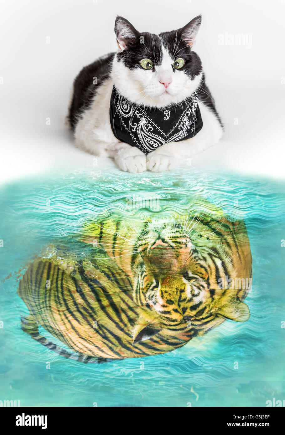 White Tiger Water Reflection Banque D Image Et Photos Alamy White Tiger Water Reflection Banque D Image Et Photos Alamy