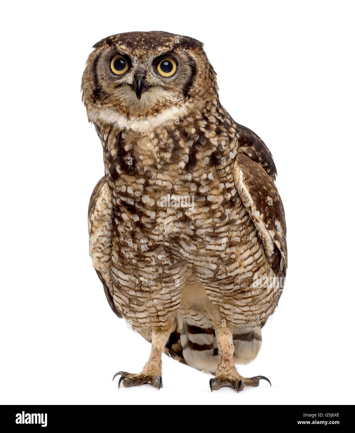 Spotted Eagle-owl Bubo africanus - (4 ans) en face d'un fond blanc Banque D'Images