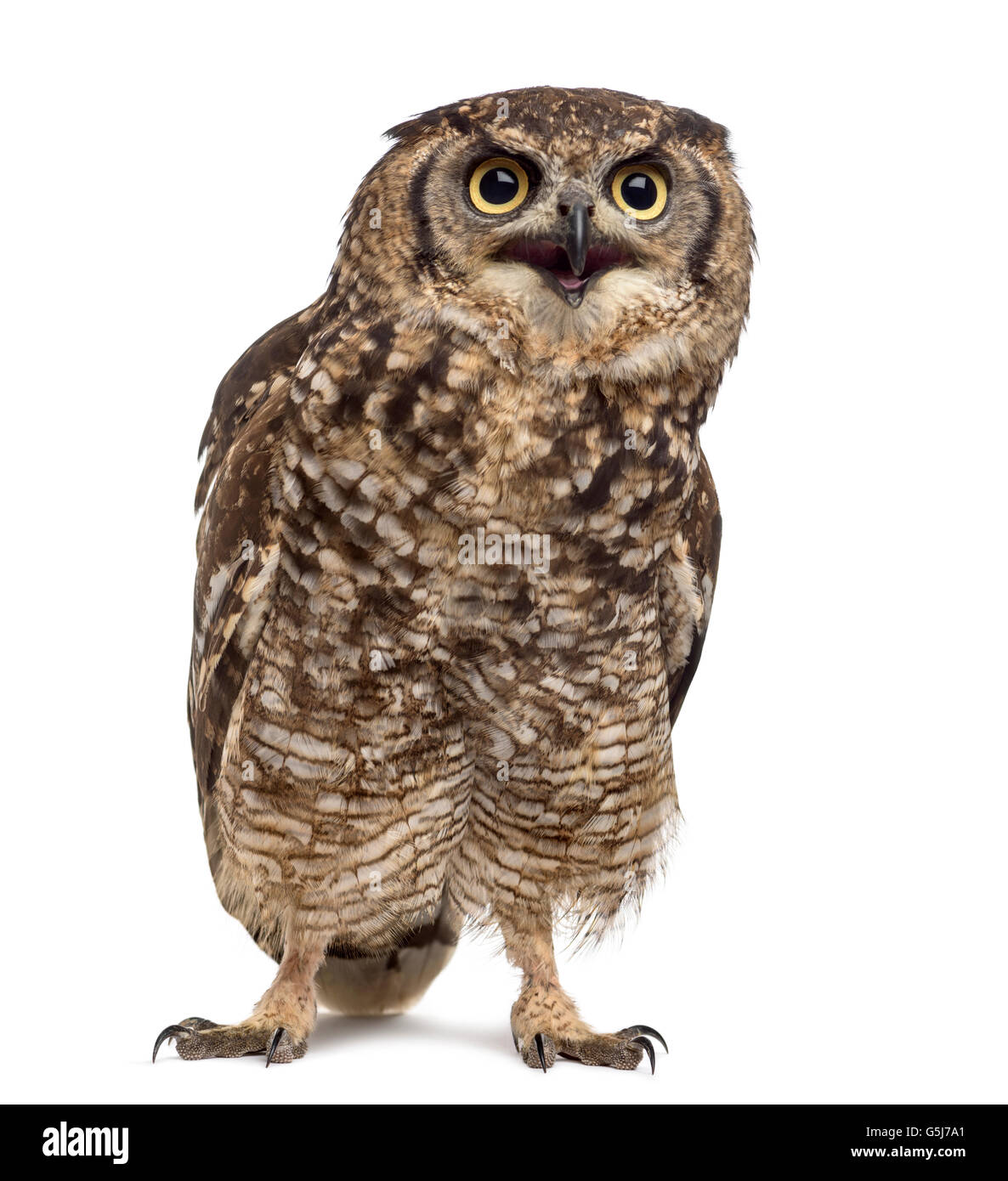 Spotted Eagle-owl Bubo africanus - (4 ans) en face d'un fond blanc Banque D'Images