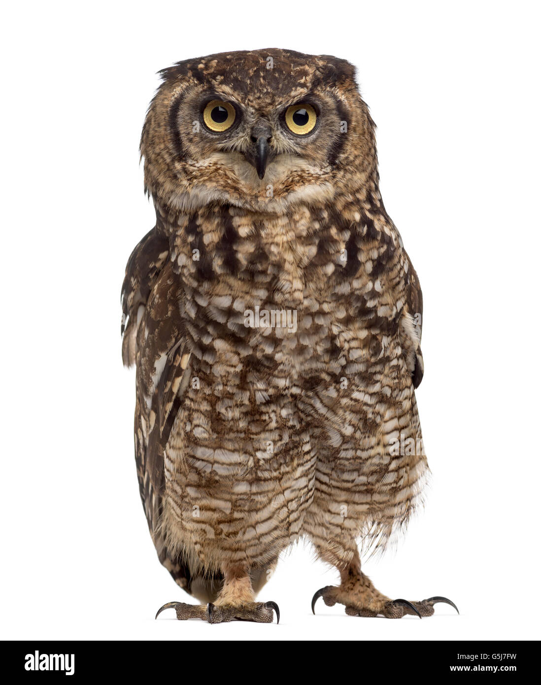 Spotted Eagle-owl Bubo africanus - (4 ans) en face d'un fond blanc Banque D'Images