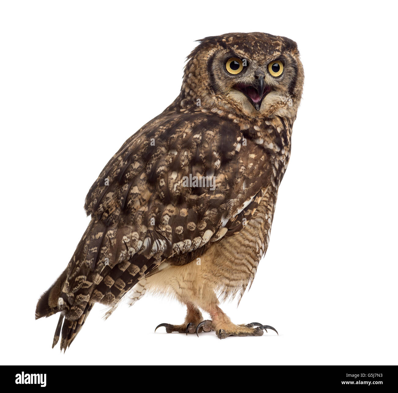 Spotted Eagle-owl Bubo africanus - (4 ans) en face d'un fond blanc Banque D'Images