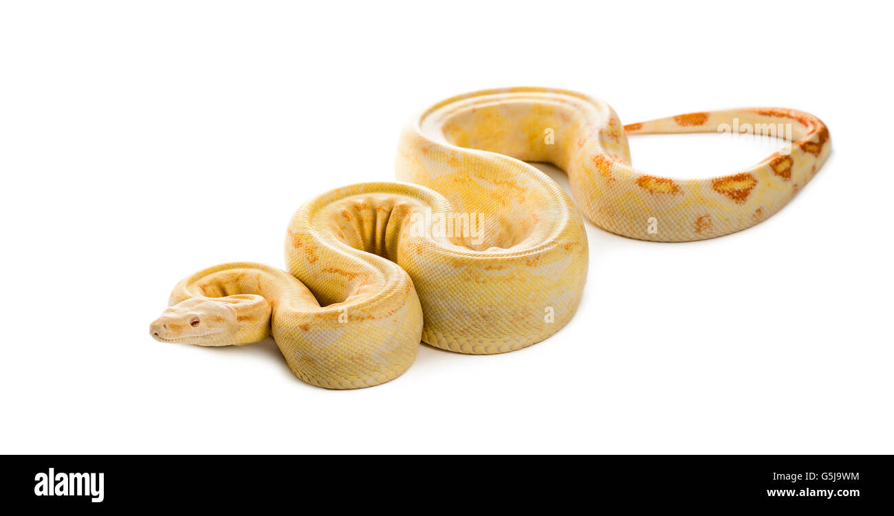 Albino python royal devant un fond blanc Photo Stock - Alamy