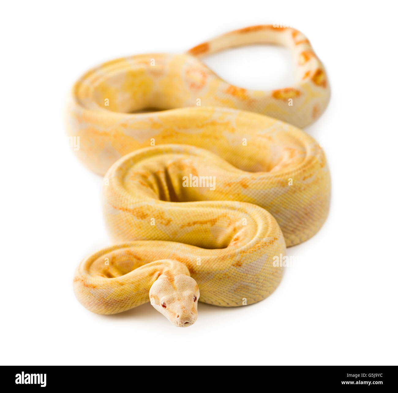 Albino python royal devant un fond blanc Banque D'Images