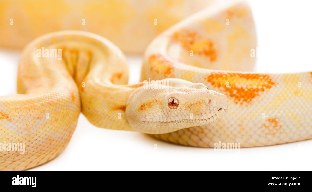 Close-up d'un Albino python royal devant un fond blanc Banque D'Images