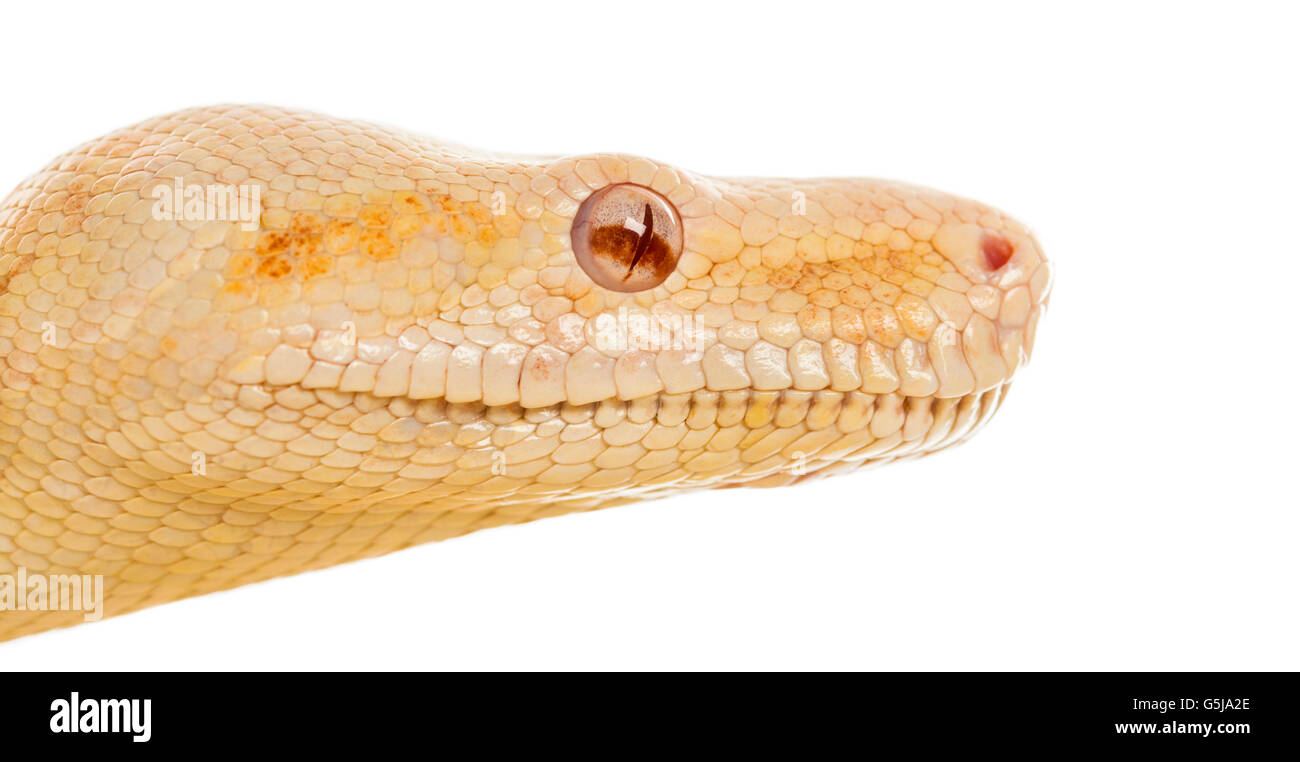 Close-up d'un Albino python royal devant un fond blanc Banque D'Images