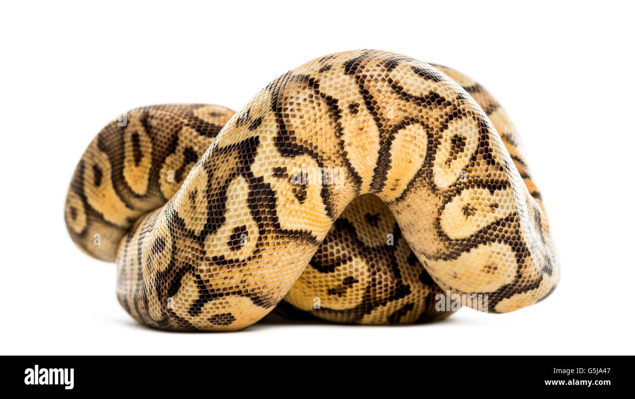 Python royal, Python regius, roulé en face d'un fond blanc Banque D'Images