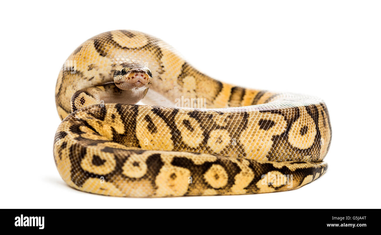 Python royal, Python regius, roulé en face d'un fond blanc Banque D'Images