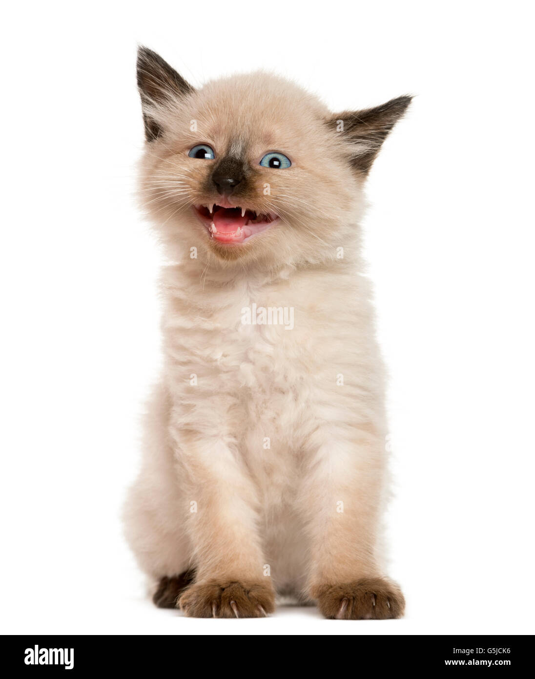 Kitten meowing in front of white background Banque D'Images