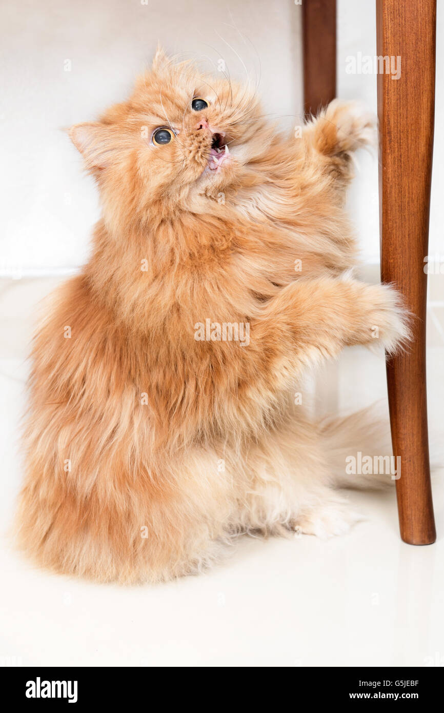 Chat persan debout Banque D'Images