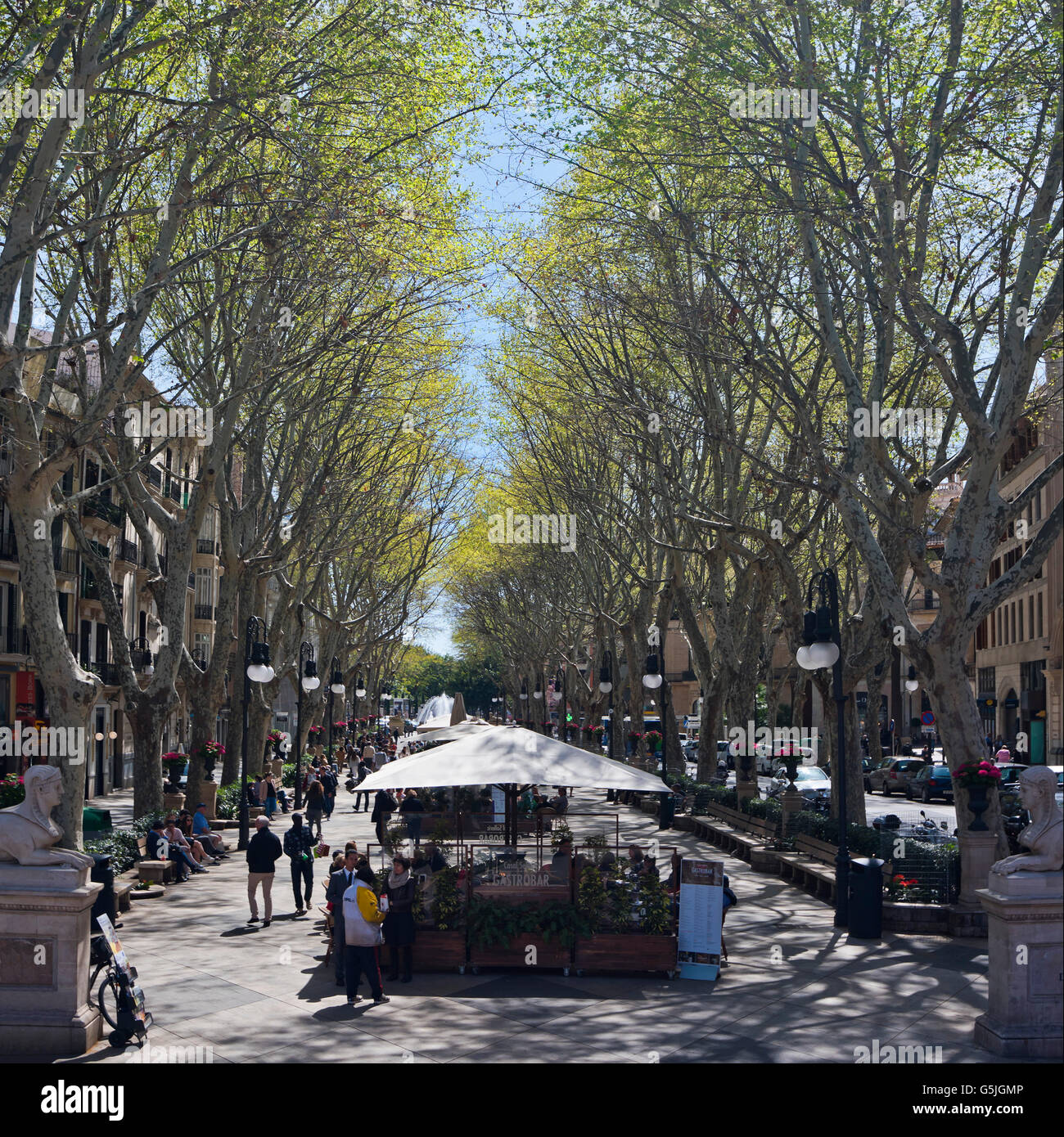 Vue sur place vers le bas Passeig del Born à Palma, Majorque. Banque D'Images