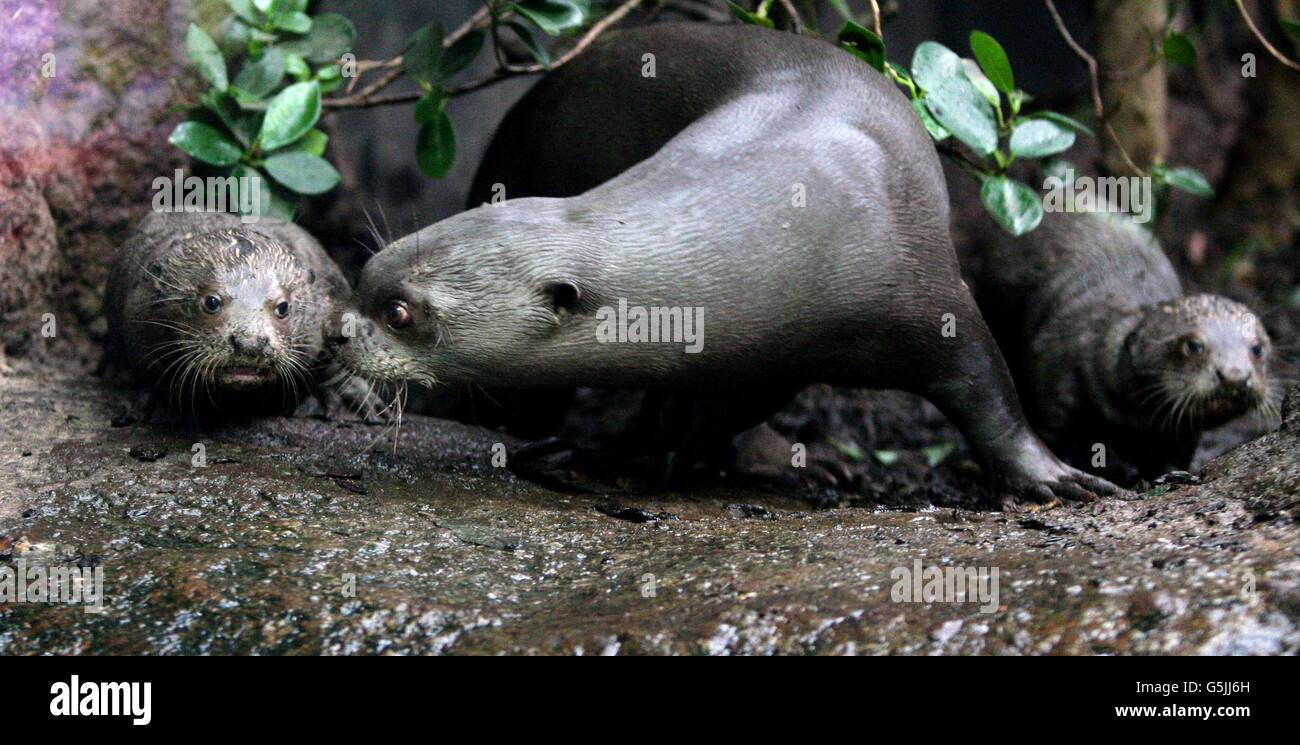 Les tout premiers pupettes Giant Otter du zoo de Chester nées en septembre prennent leurs premières leçons de natation de maman Icana et papa Xingu. Banque D'Images