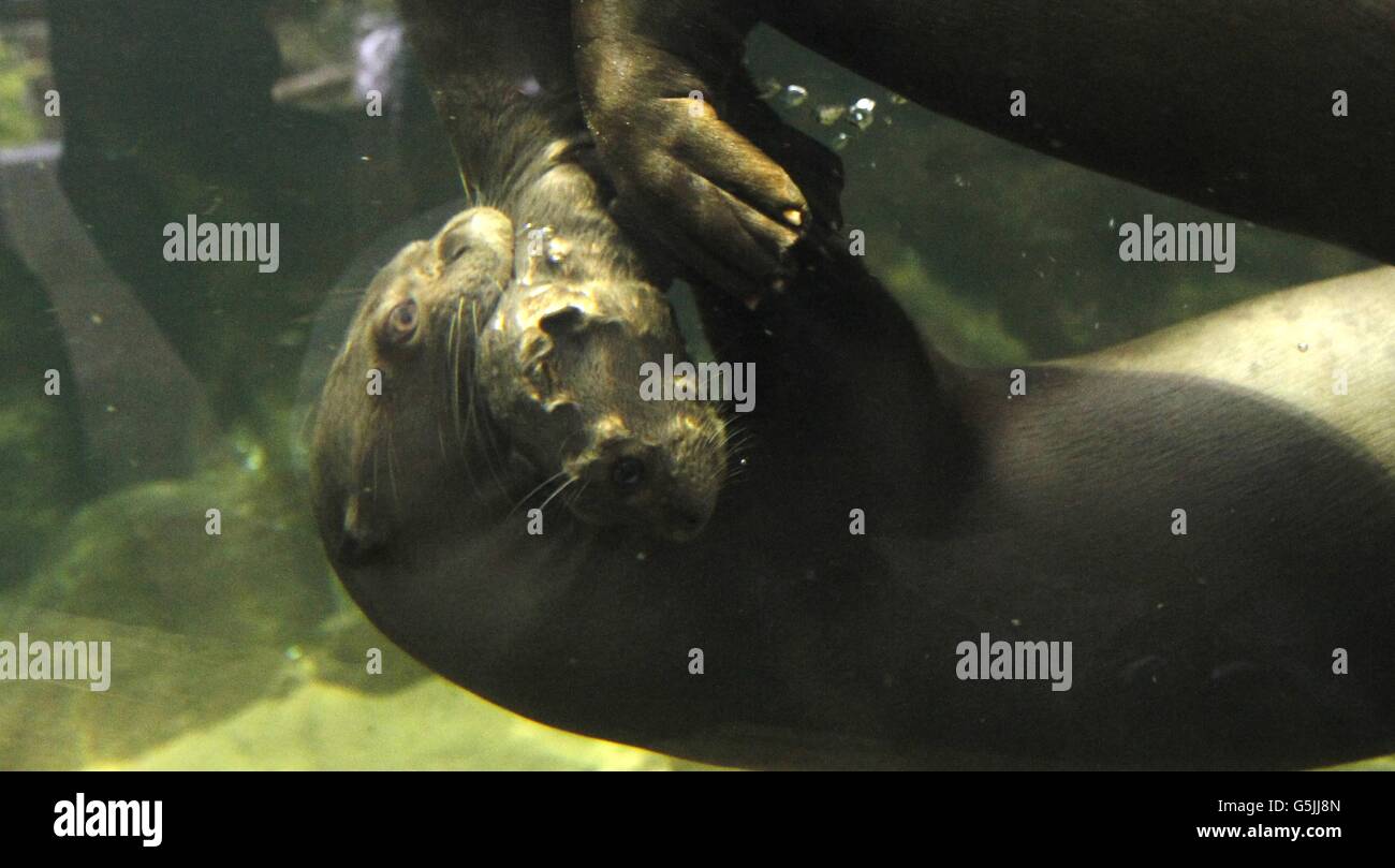 Les tout premiers pupettes Giant Otter du zoo de Chester nées en septembre prennent leurs premières leçons de natation de maman Icana et papa Xingu. Banque D'Images