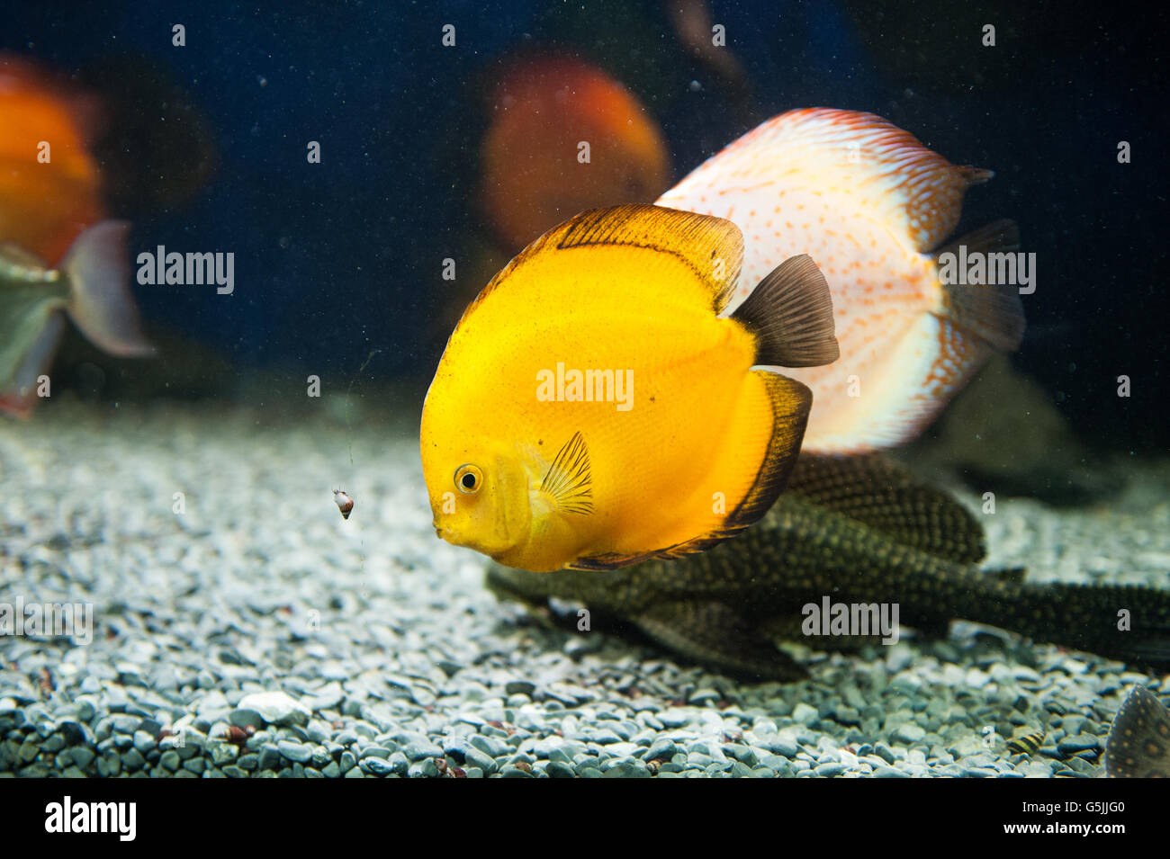 Beaux poissons d'aquarium d'eau salée zebrasoma Banque D'Images