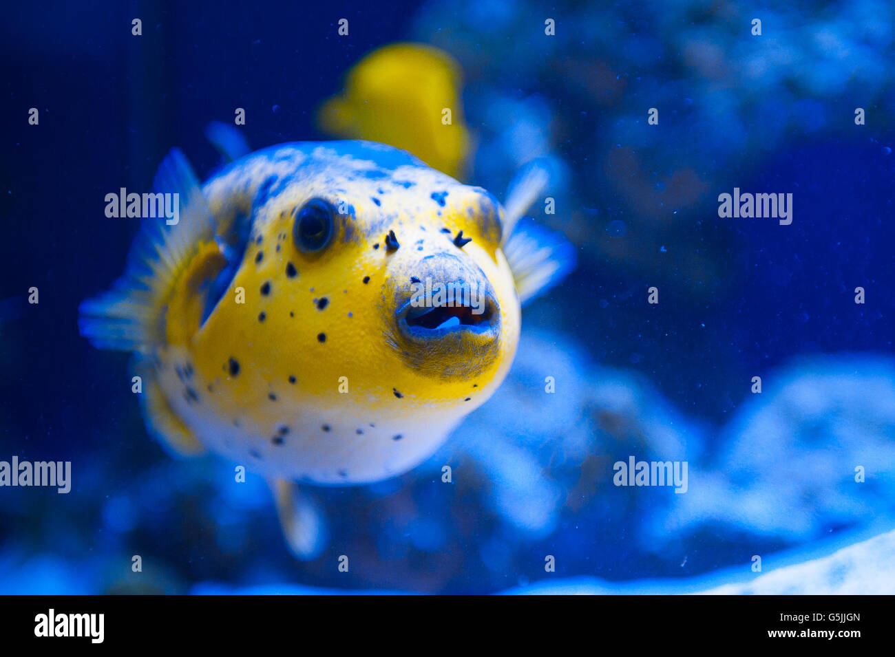 Jaune Fugue prédateur de poissons de la Mer Rouge Banque D'Images