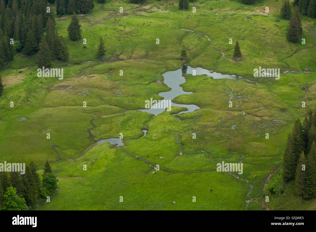 Paysage idyllique dans les Alpes avec des vaches qui paissent sur les pâturages de montagne verte fraîche de la Bavière, Allemagne Banque D'Images