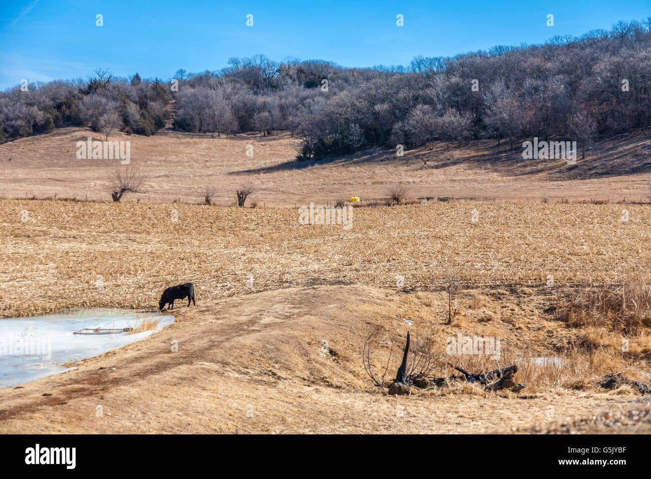 Boire de l'eau de vache congelé dans un champ le long des chemins de l'Iowa en boucle entre nature sauvage et Kennebec Castana, Iowa Banque D'Images