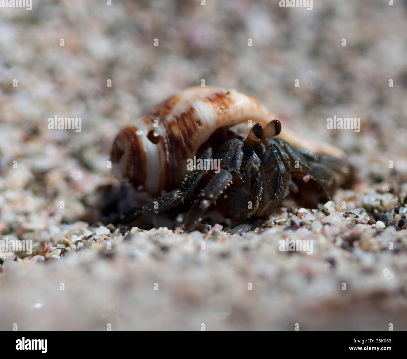 Macro de l'Ermite Banque D'Images