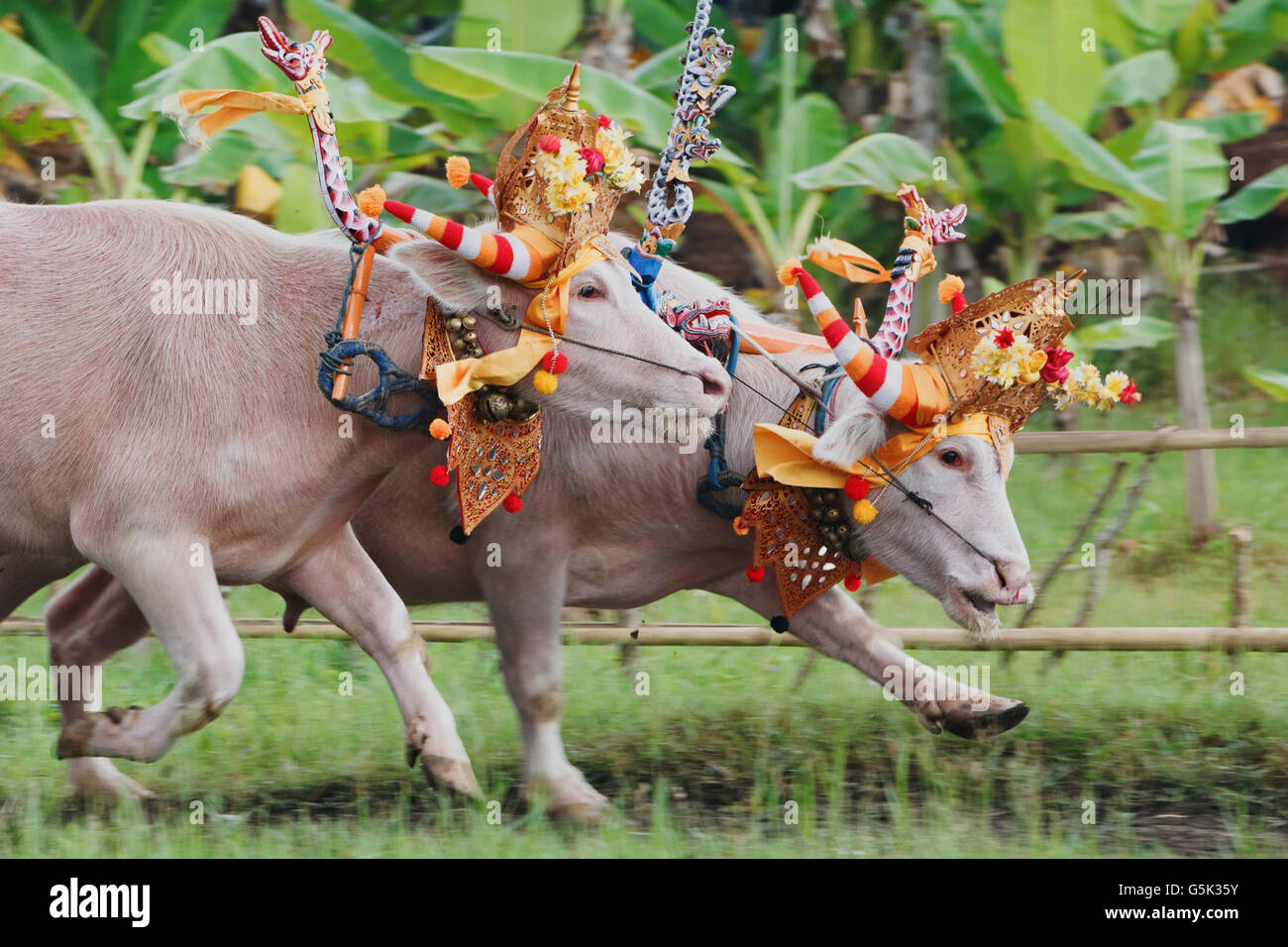 L'exécution de taureaux décoré par belle décoration de cérémonie en action sur les courses de buffles d'eau traditionnel balinais Makepung. Banque D'Images