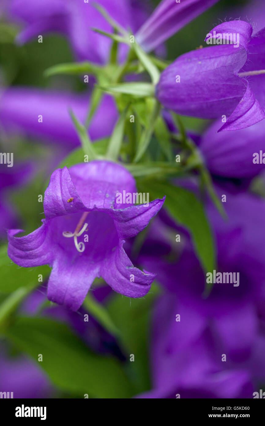 Campanula latifolia 'Macrantha' bellflower campanula géant, grand, large-leaved bellflower Banque D'Images