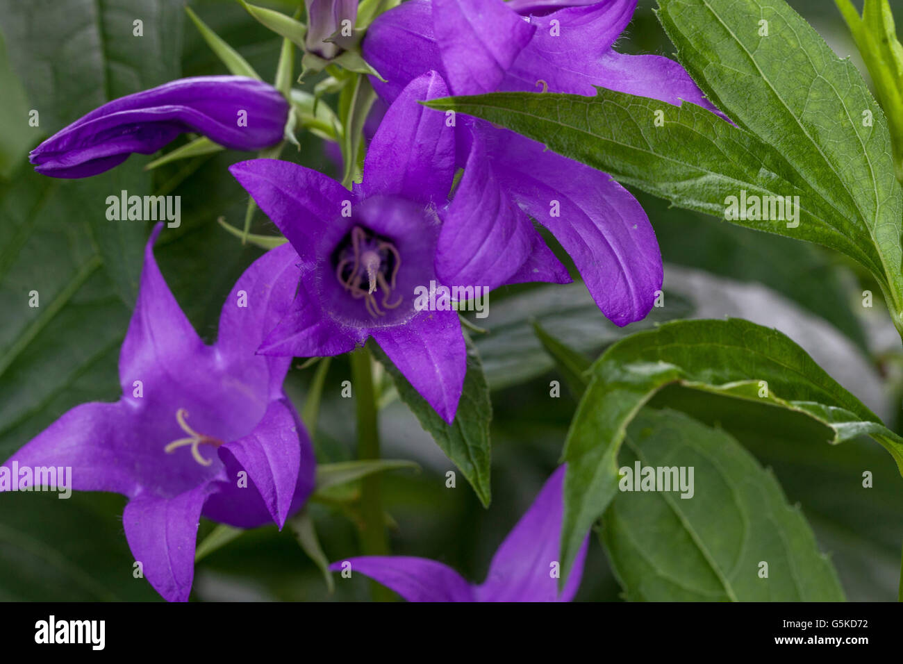 Campanula latifolia 'Macrantha' bellflower campanula géant, grand, large-leaved bellflower Banque D'Images