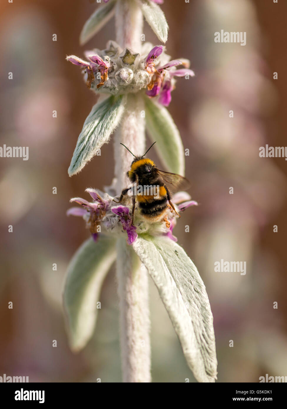 Printemps pollinisateur, bourdon (Bombus) à la recherche de nectar des fleurs rose-blanc de l'oreille d'agneau laineux plante. Banque D'Images