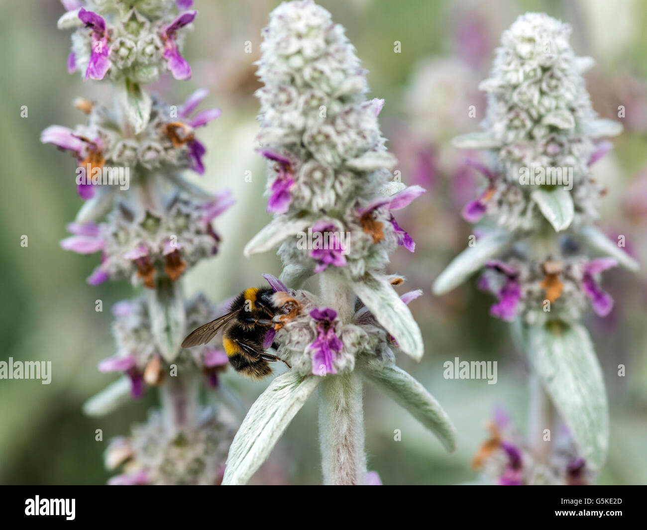 Printemps pollinisateur, bourdon (Bombus) à la recherche de nectar des fleurs rose-blanc de l'oreille d'agneau laineux plante. Banque D'Images