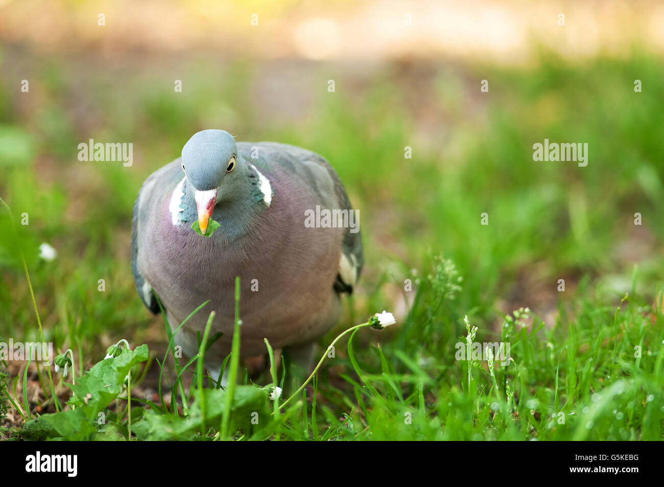 Une photo close up pigeon ramier (Columba palumbus) marcher sur l'herbe, avec des détails bien visibles du plumage, le ressort en Pologne. Banque D'Images