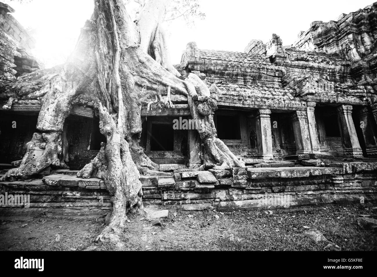 Arbre qui pousse sur les ruines d'Angkor Wat, Siem Reap, Cambodge Banque D'Images