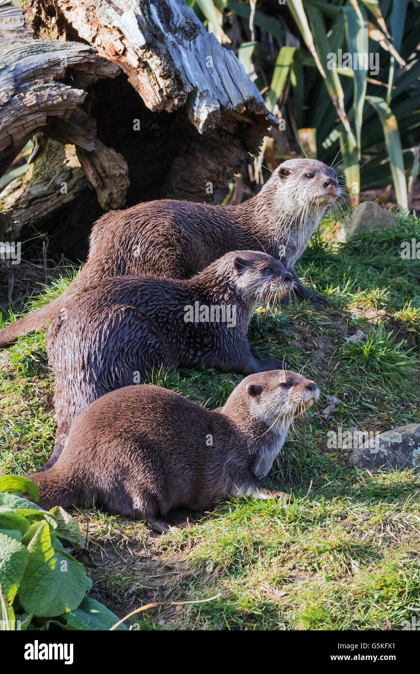 L'attente dans la ligne des Loutres Banque D'Images