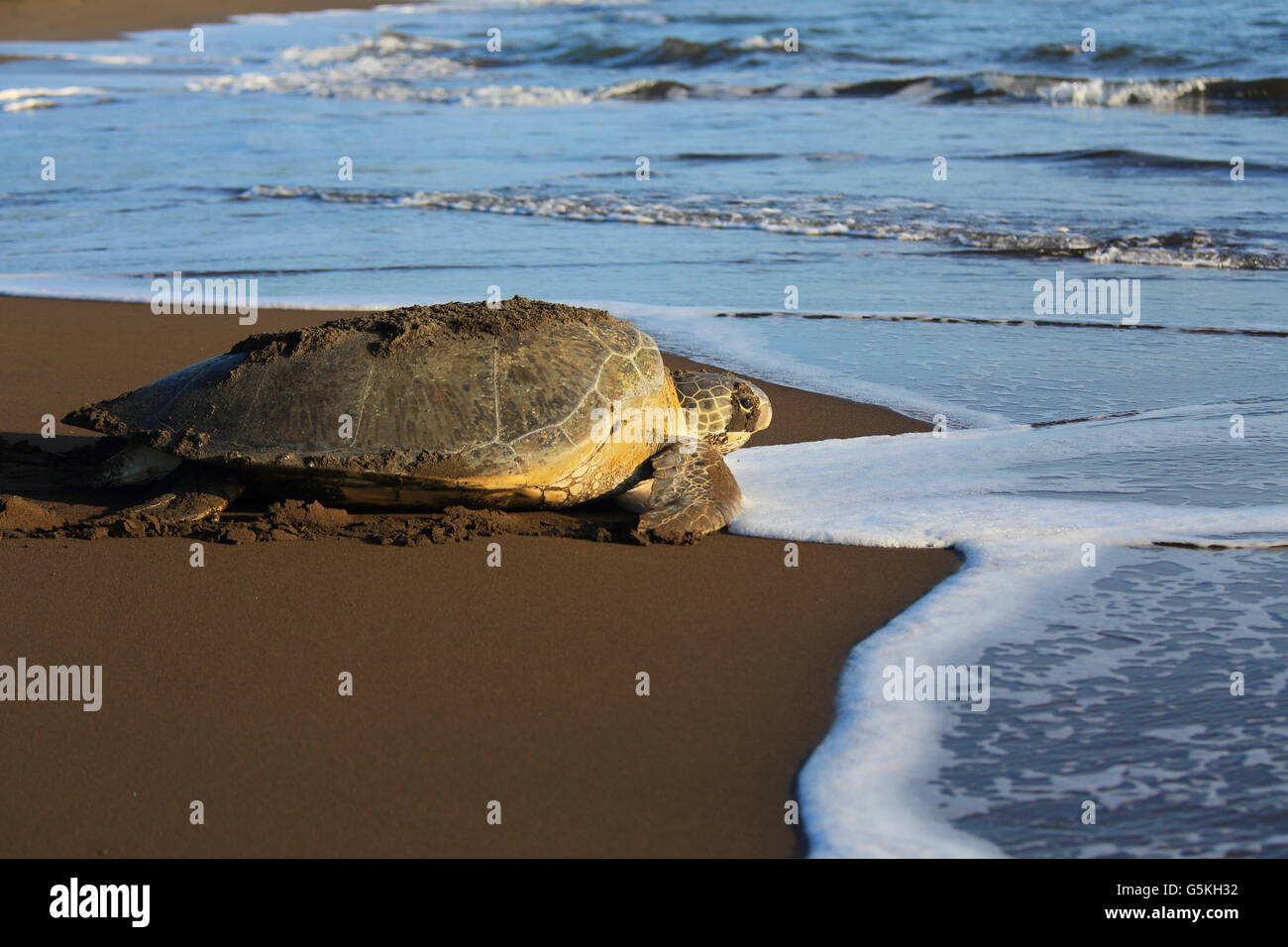 La tortue verte (Chelonia mydas) retour à après la nidification de l'océan sur la plage de Parc National de Tortuguero, Costa Rica. Banque D'Images