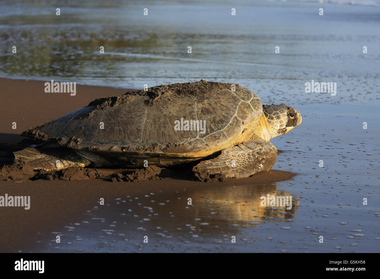 La tortue verte (Chelonia mydas) retour à après la nidification de l'océan sur la plage de Parc National de Tortuguero, Costa Rica Banque D'Images