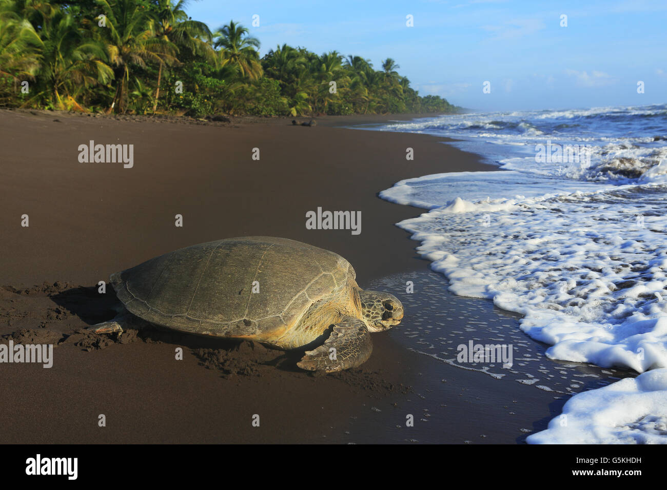 La tortue verte (Chelonia mydas) retour à après la nidification de l'océan sur la plage de Parc National de Tortuguero, Costa Rica. Banque D'Images