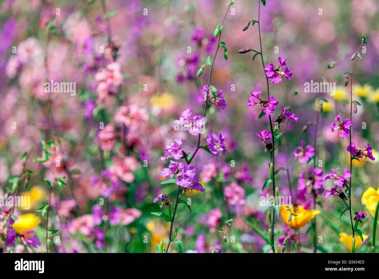 Mixed summer meadow fleurs Clarkia unguiculata clarkia élégant ou la montagne garland Banque D'Images