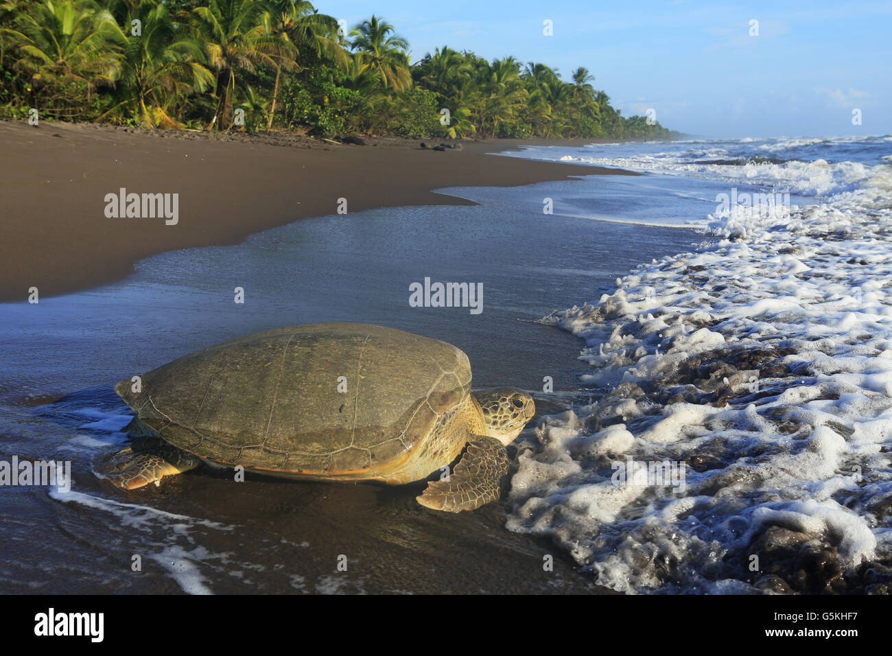 La tortue verte (Chelonia mydas) retour à après la nidification de l'océan sur la plage de Parc National de Tortuguero, Costa Rica. Banque D'Images