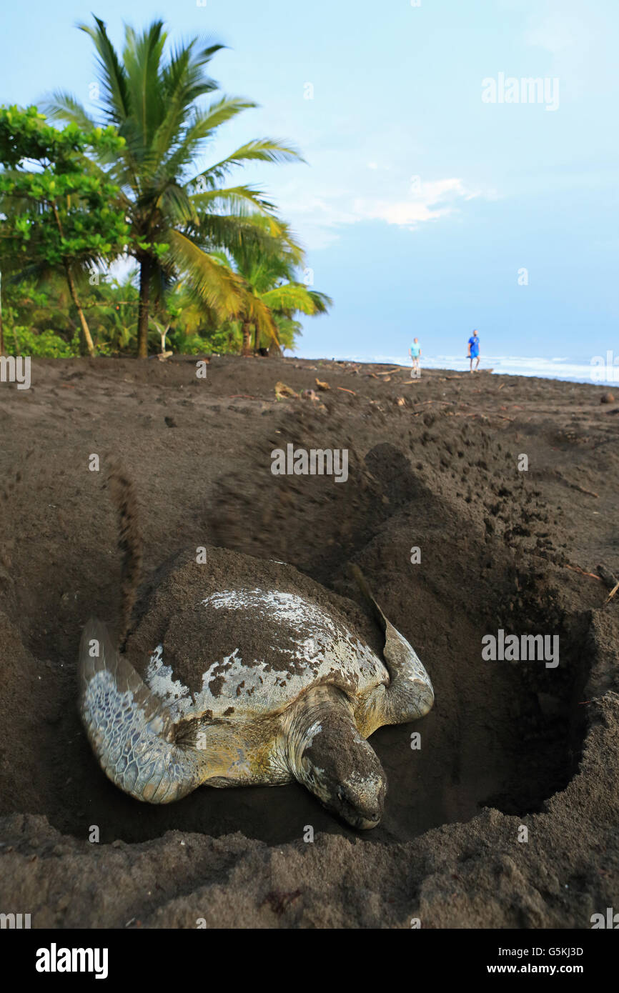 Les touristes regardant tortue verte (Chelonia mydas) couvrant son nid en début de matinée dans le Parc National de Tortuguero, Costa Rica. Banque D'Images