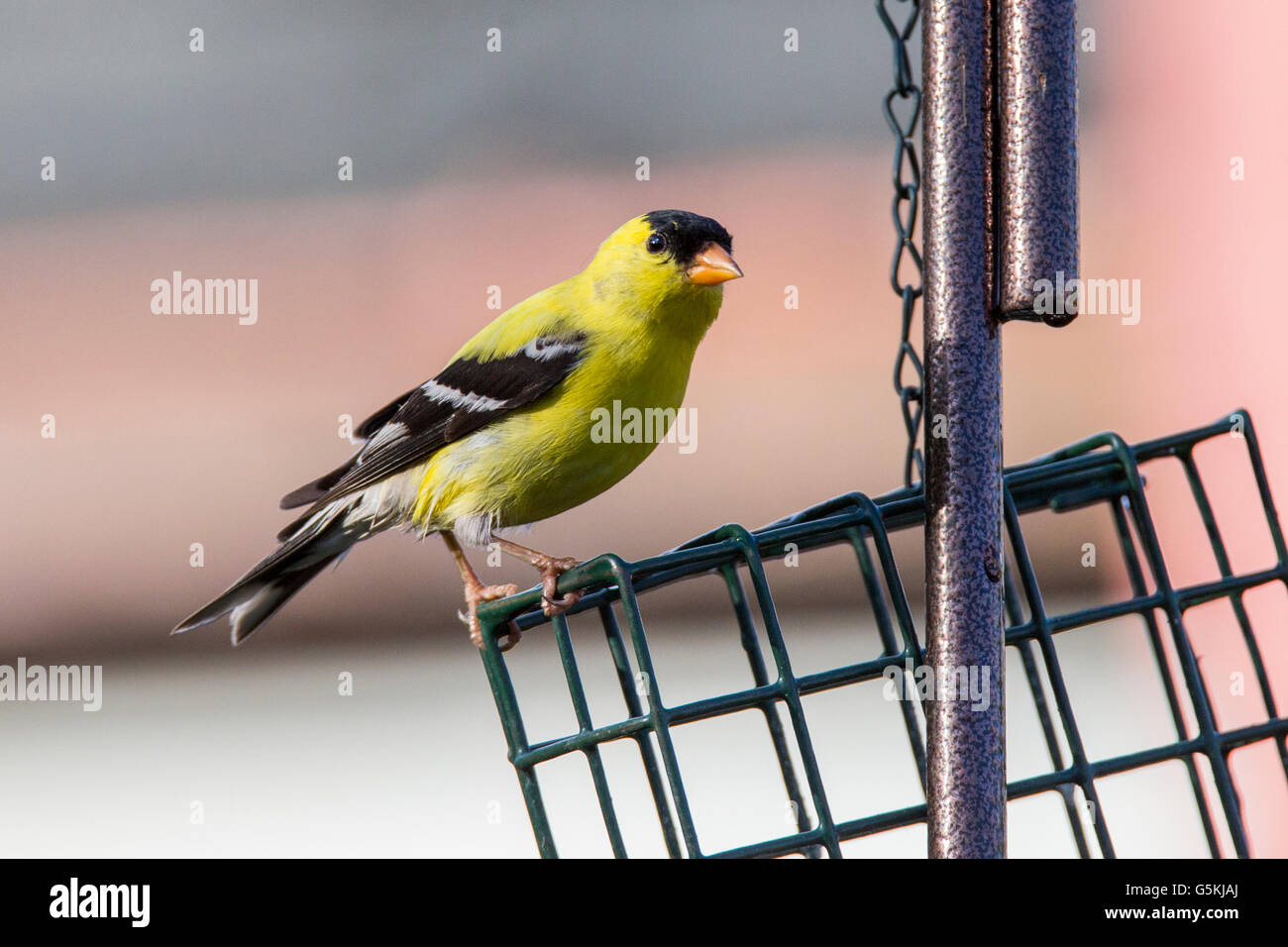 Chardonneret jaune (Carduelis tristis) convoyeur au Banque D'Images
