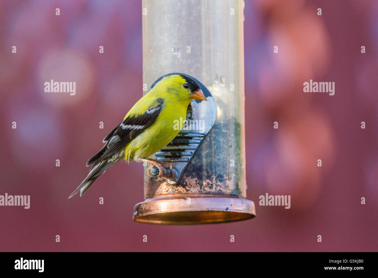 Chardonneret jaune (Carduelis tristis) convoyeur au Banque D'Images