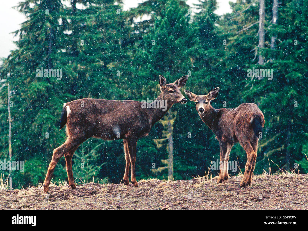 Le CERF À QUEUE NOIRE AU DÉBUT DE TEMPÊTE SUR L'OURAGAN RIDGE ; (ODOCOILEUS COLUMBIANUS) ; Olympic National Park, Washington, USA Banque D'Images