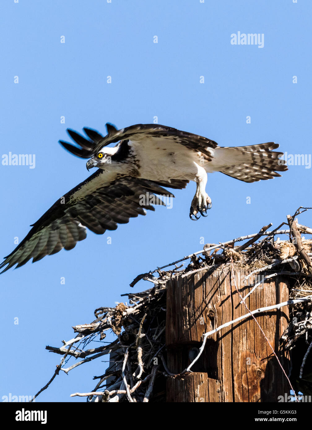 Osprey sur son nid, Pandion haliaetus, Sea Hawk, les poissons de la rivière Eagle, hawk, poisson faucon, raptor, Chaffee Comté, Colorado, USA Banque D'Images