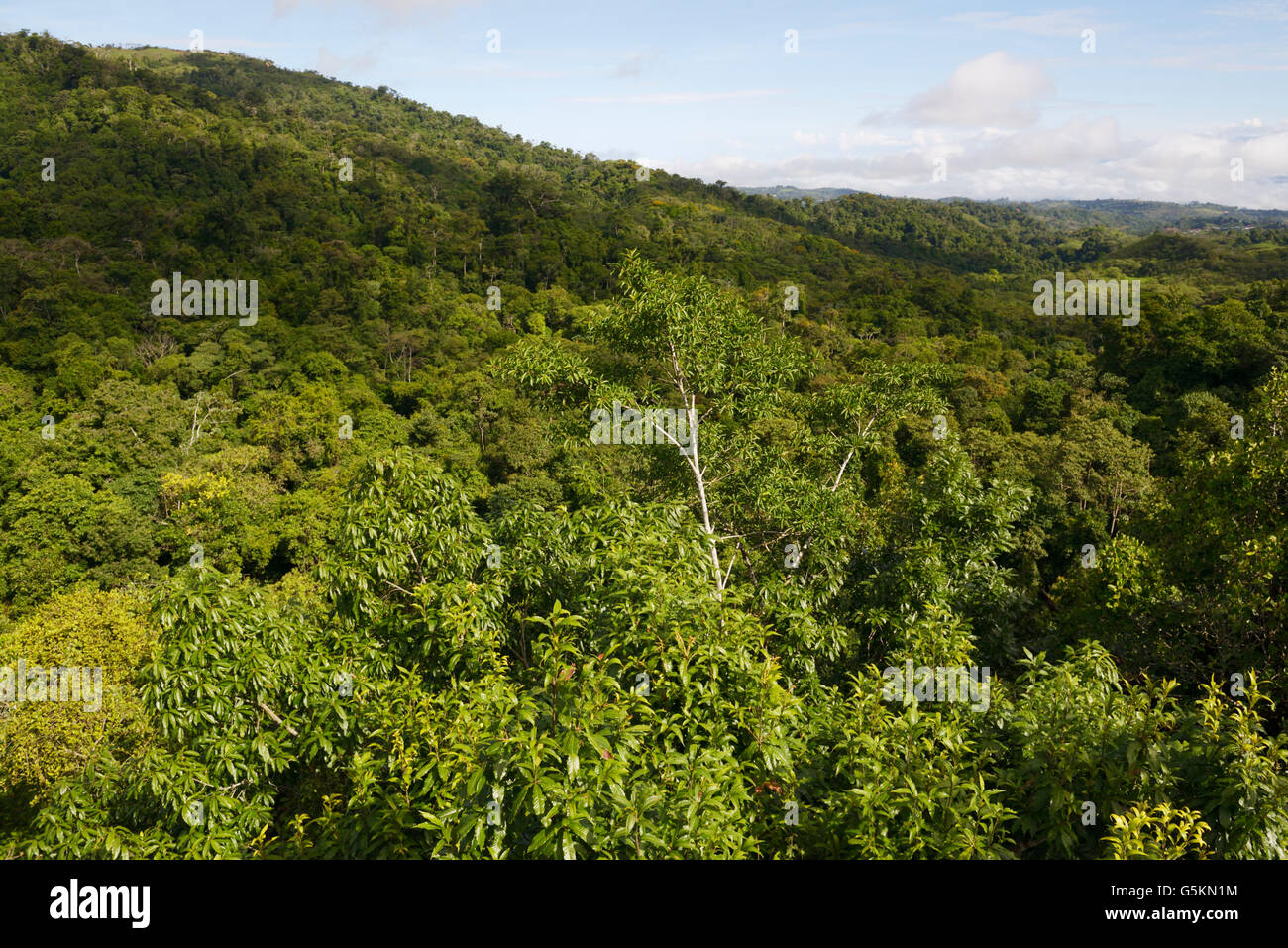 Vue de la forêt tropicale protégée à partir de la tour d'observation à Las Cruces Biological Station près de San Vito, Costa Rica Banque D'Images