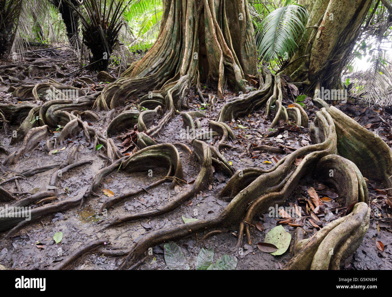 Les racines de surface, la forêt tropicale de plaine, parc national de Corcovado, Costa Rica Banque D'Images