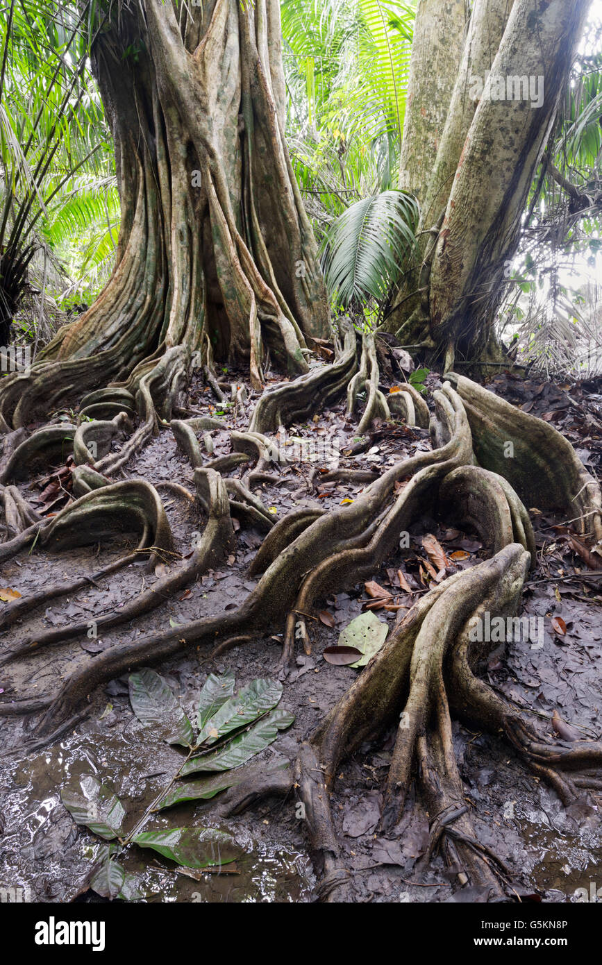 Les racines de surface, la forêt tropicale de plaine, parc national de Corcovado, Costa Rica Banque D'Images