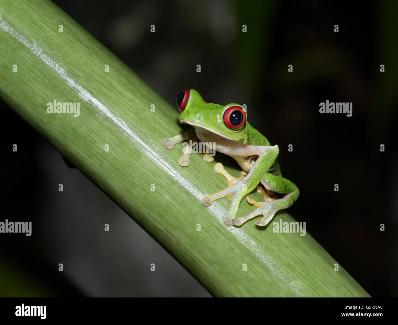 Red-eyed tree frog, agalychnis callidryas, Pacific slope variété Banque D'Images