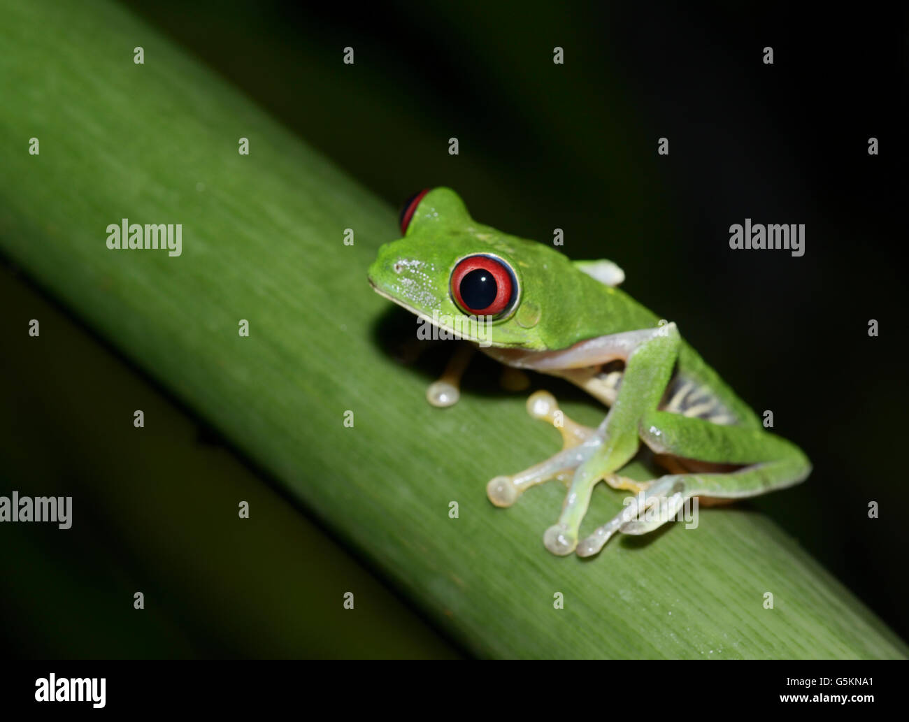 Red-eyed tree frog, agalychnis callidryas, Pacific slope variété Banque D'Images